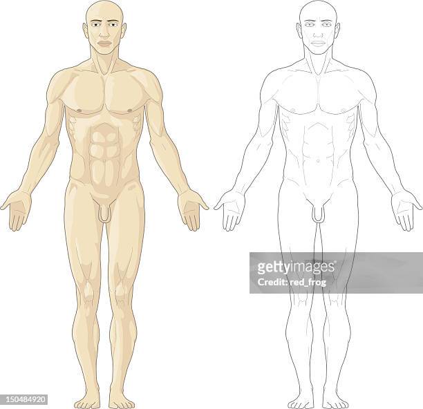 human body - biomedical illustration human body stock illustrations