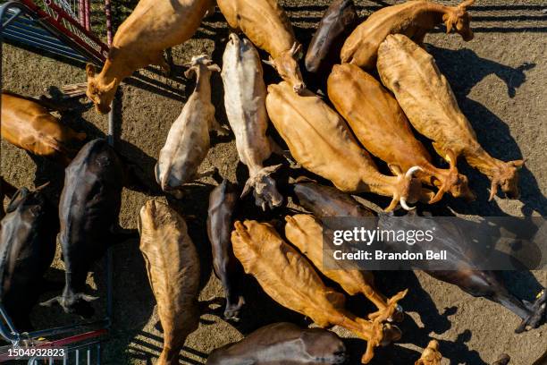In an aerial view, cattle is seen herded together in preparation for a cattle auction on June 28, 2023 in Quemado, Texas. Ranchers and farmers have...