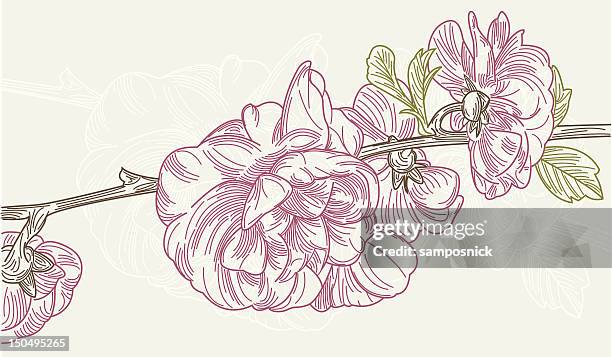 146点のスモモの木イラスト素材 Getty Images 146点のスモモの木イラスト素材 Getty Images