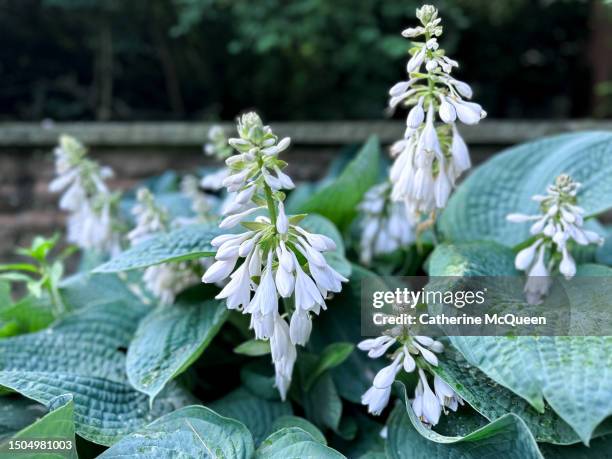 blooming hosta plants provide dramatic patterns & shapes in the summer garden - hosta stock pictures, royalty-free photos & images