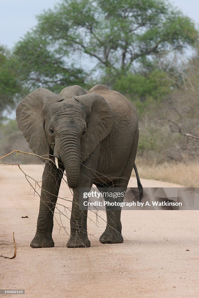 African elephant