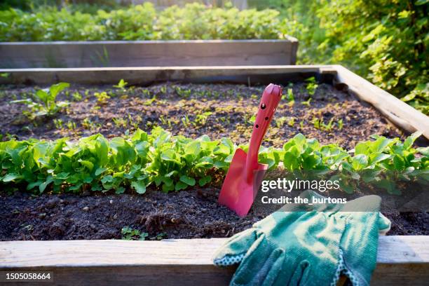 raised bed with a row of planted radishes, shovel and garden gloves - parterre de fleurs photos et images de collection