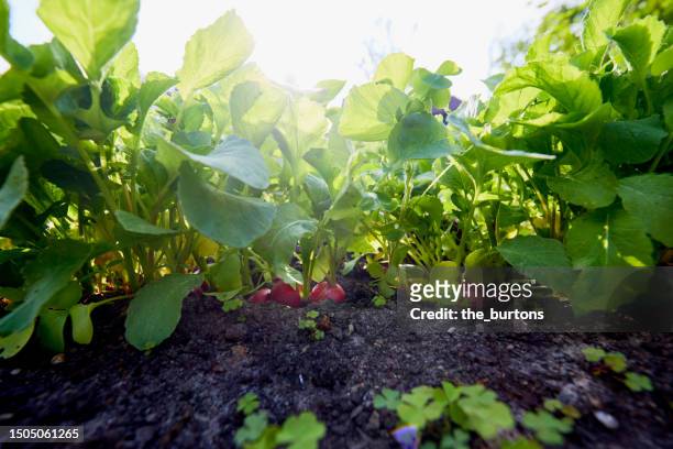 radishes in a vegetable garden against sunlight - radish stock pictures, royalty-free photos & images