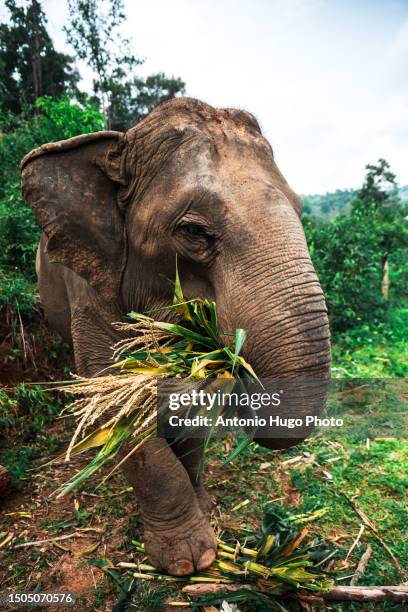 elephant feeding on bamboo in the wild - asian-elephant stock pictures, royalty-free photos & images