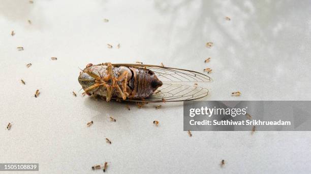 Dad Insects 70 Dead Cicadas Stock Photos, High-Res Pictures, and Images - Getty Images