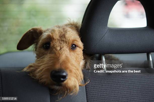 dog waiting in car - dog in car stock-fotos und bilder