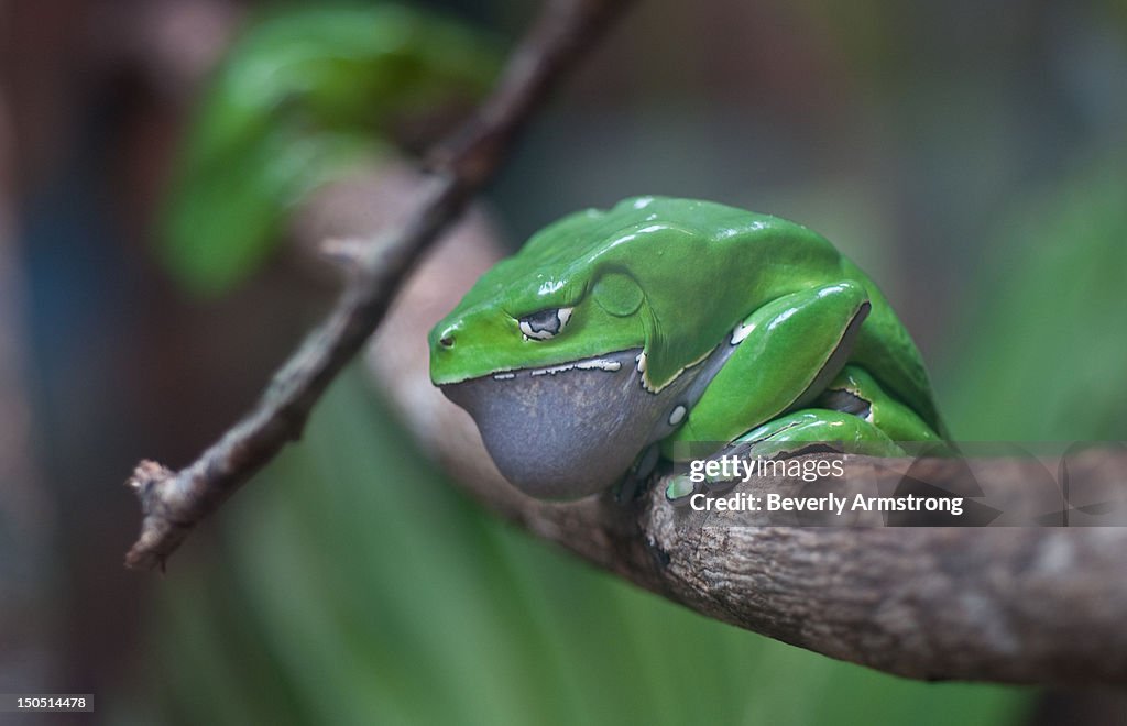 Waxy tree frog