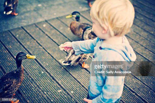 child feeding ducks - ducks stock pictures, royalty-free photos & images