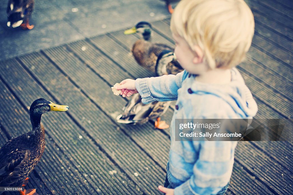 Child feeding ducks