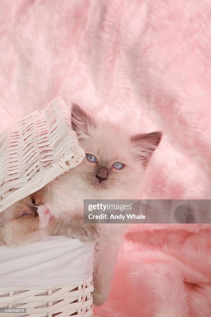 Rag doll kitten in a basket