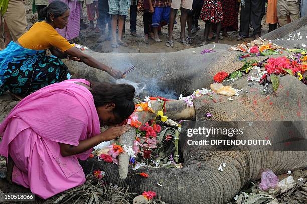 Elephant Ritual 16 The Kiranchandra Tea Gardens Stock Photos, High-Res Pictures, and ...