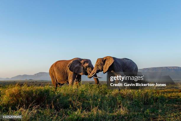 2 elephants bonding. - elephant stock pictures, royalty-free photos & images