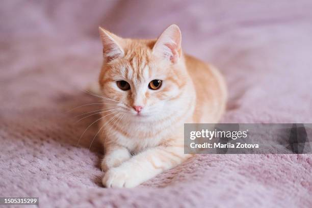 a beautiful smooth-haired red cat lies on the sofa and in a relaxed close-up pose - happy cats stock pictures, royalty-free photos & images