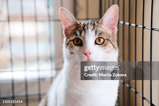 A beautiful smooth-haired white cat is sitting in a cage in an animal shelter or in a veterinary clinic for treatment.