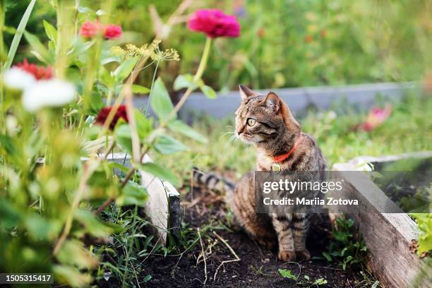 a striped domestic curious cat in a collar with a medallion walks with interest in nature among flowers - garden cartoon stock pictures, royalty-free photos & images