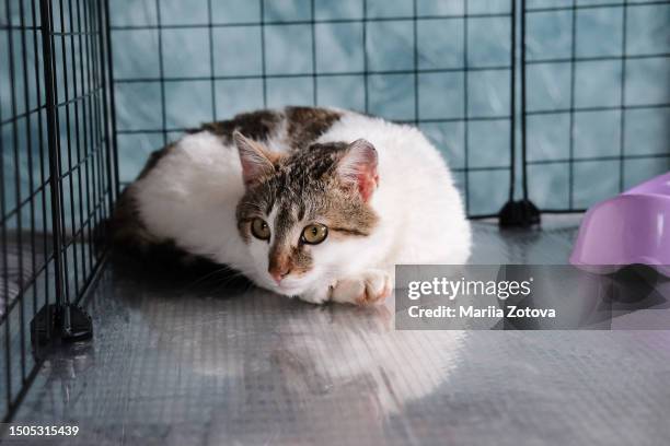 a beautiful smooth-haired sad white-spotted cat is lying in a cage in an animal shelter or in a veterinary clinic for treatment, waiting for a doctor. - jaula fotografías e imágenes de stock