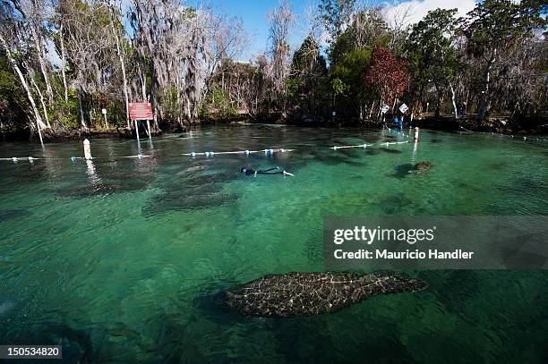 Manatees rest in a protected area close to a warm water spring. Three Sisters Spring, Crystal River, Florida.