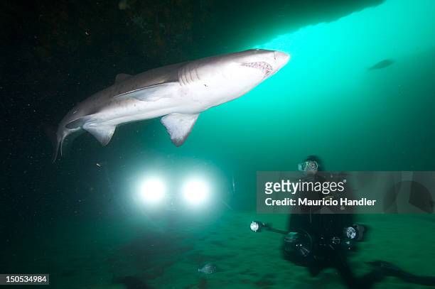 Sand tiger shark swims into the artificial light. Aliwal Shoal, Umkomaas, KwaZulu-Natal, South Africa.