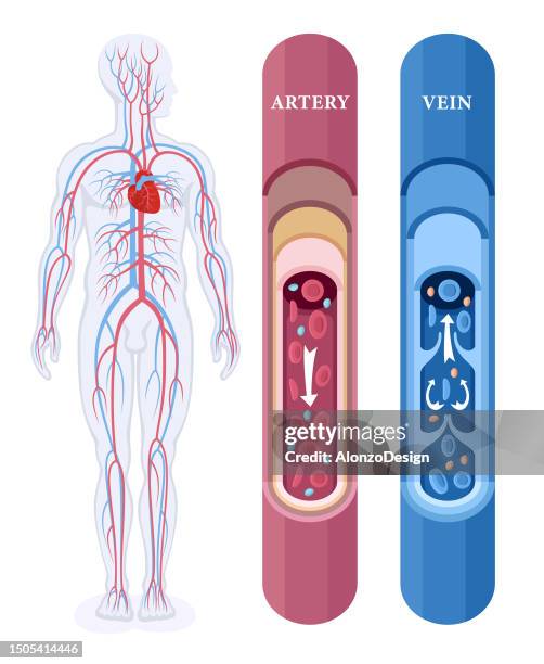 stockillustraties, clipart, cartoons en iconen met blood vessels and heart - capillary body part