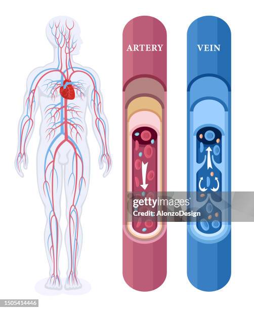 blood vessels and heart - cholesterol stock illustrations