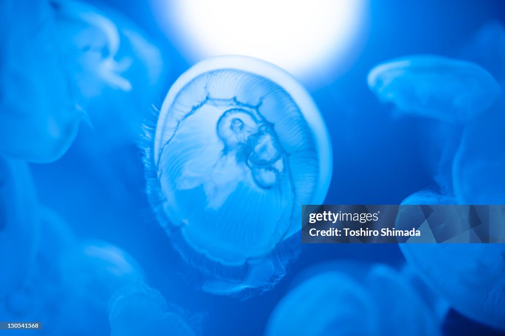 Moon jellyfish