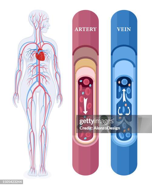 stockillustraties, clipart, cartoons en iconen met human circulatory system. female body. vascular blood flow through the body. - haarvat