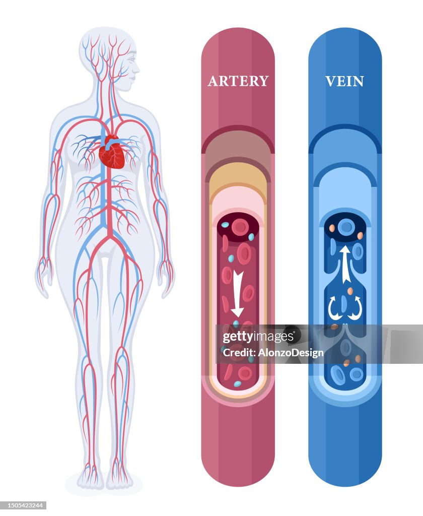 Sistema circulatório humano. Corpo Feminino. Fluxo sanguíneo vascular através do corpo.