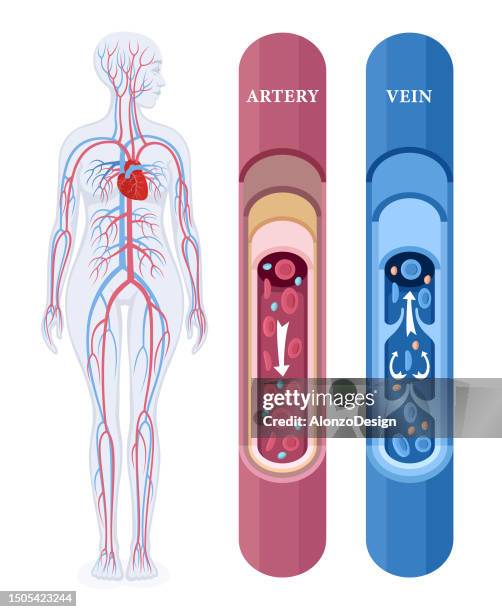 human circulatory system. female body. vascular blood flow through the body. - capillary body part stock illustrations