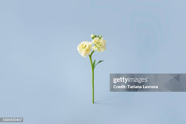 beautiful tender flower on blue background with copy space. - paper flower stock pictures, royalty-free photos & images