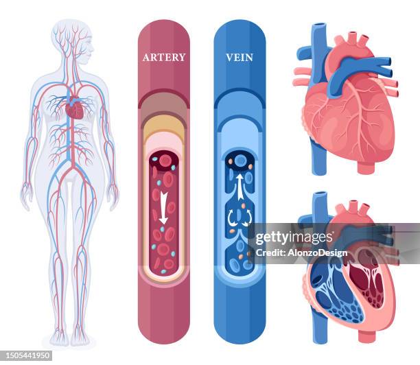 illustrazioni stock, clip art, cartoni animati e icone di tendenza di sistema circolatorio umano. corpo femminile. cuore umano. sistema cardiovascolare. arteria e vena. - capillary body part