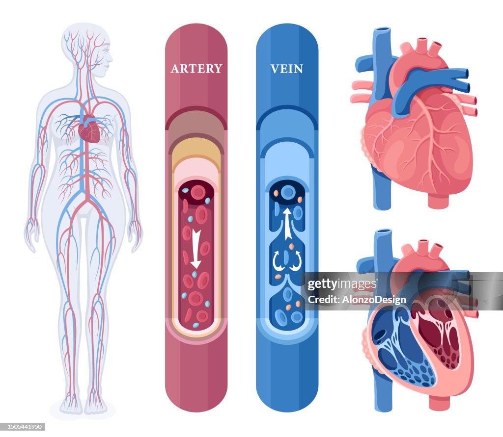 Cardio Circulation Human Circulatory System Female Body Human Heart Cardiovascular System ...