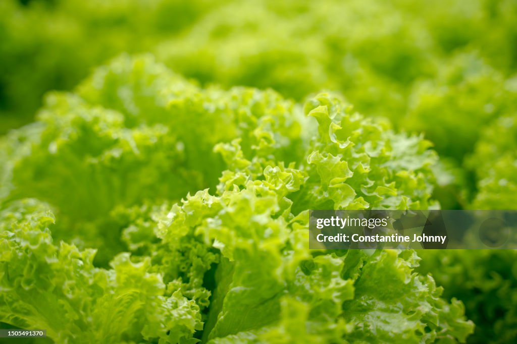 Close Up of a Fresh Green Leafy Lettuce Plant