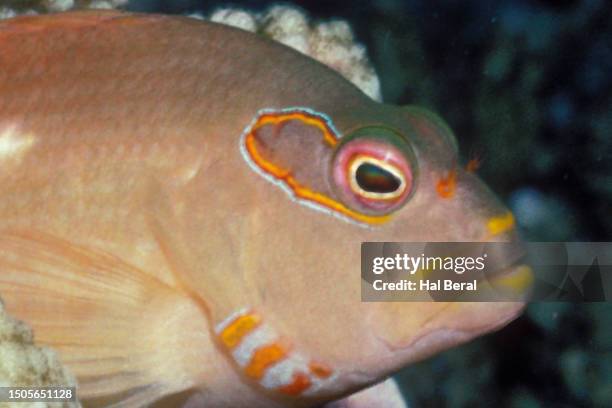 arc-eyed hawkfish close-up - arc eye hawkfish stock pictures, royalty-free photos & images