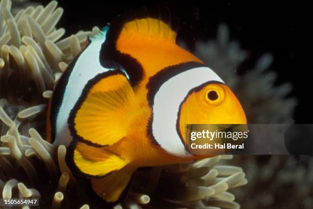 clown anemonefish in sea anemone - echter clownfisch stock-fotos und bilder