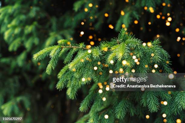 green branches of a christmas tree close-up with lights from garlands - coniferous tree stock-fotos und bilder
