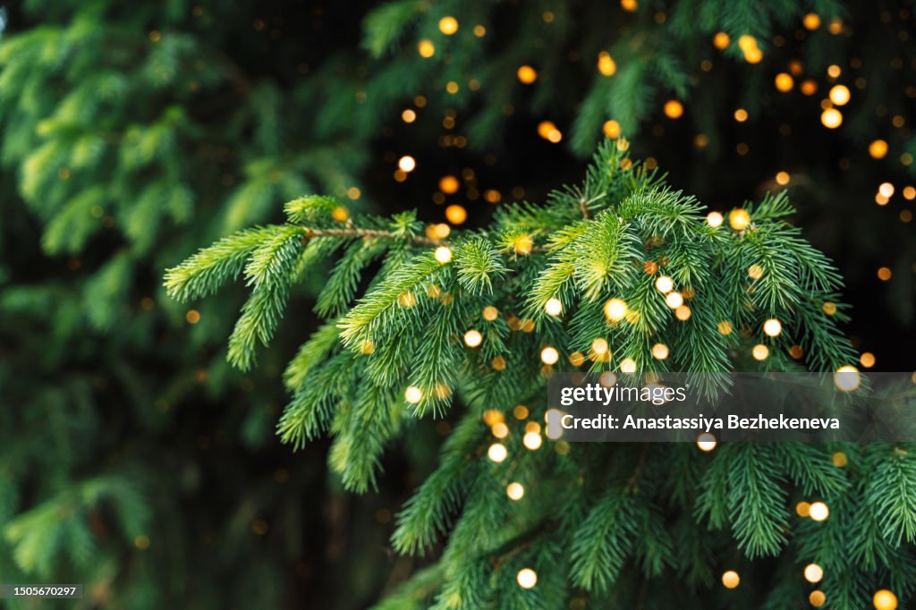 Green branches of a Christmas tree close-up with lights from garlands