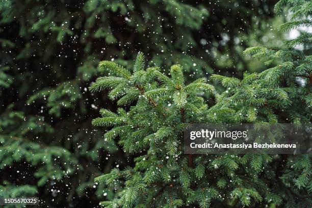 green branches of a christmas tree close-up against falling snow - pinetree garden seeds stock pictures, royalty-free photos & images
