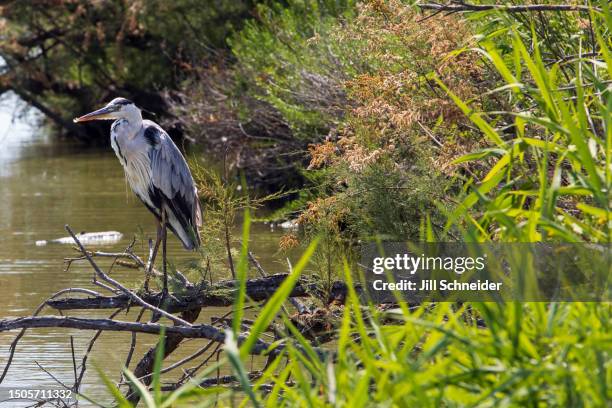 a gray heron in the camargue. - river rhone stock pictures, royalty-free photos & images