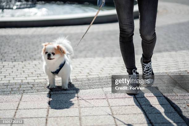 selective focus of happy small dog walking with its owner in the park - pekingese stock pictures, royalty-free photos & images