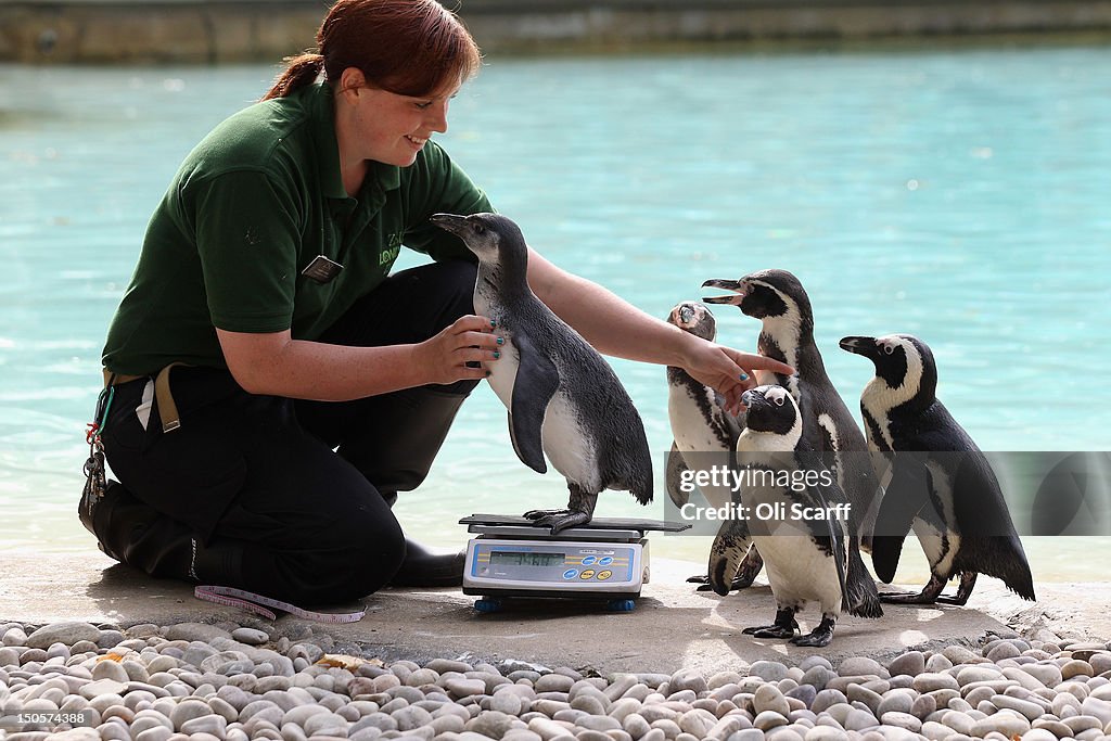 London Zoo Staff Conduct Their Annual Weigh In For the Animals