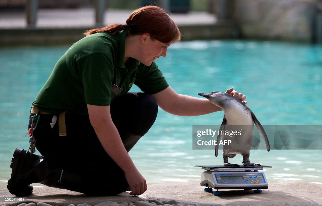 BRITAIN-ZOO-ANIMAL