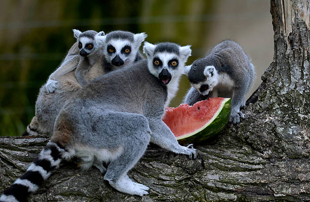 UNS: In Focus: Its National Watermelon Day - You Don't Have To Eat Them To Enjoy Them