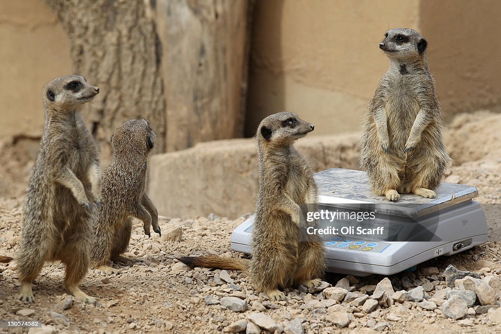 London Zoo Staff Conduct Their Annual Weigh In For the Animals