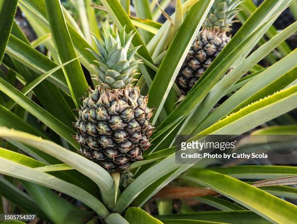 pineapple - ananas photos et images de collection