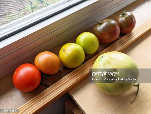 tomatoes - unripe stock pictures, royalty-free photos & images