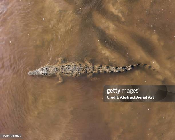 drone image directly above a saltwater crocodile lying on the bed of the mary river, northern territory, australia - crocodile stock pictures, royalty-free photos & images