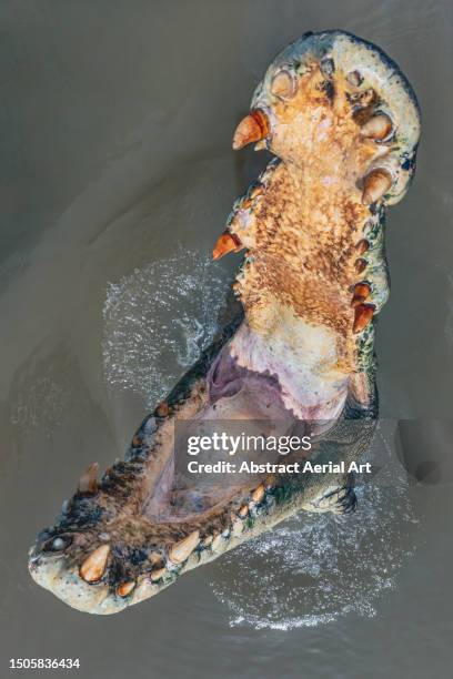 large saltwater crocodile with its mouth wide open photographed from above, adelaide river, northern territory, australia - carnivora stock pictures, royalty-free photos & images