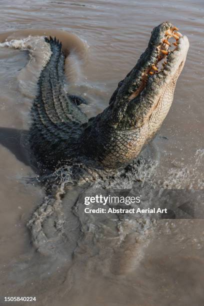 large estuarine crocodile lunging from the adelaide river photographed from close up, northern territory, australia - darwin australia aerial stock pictures, royalty-free photos & images