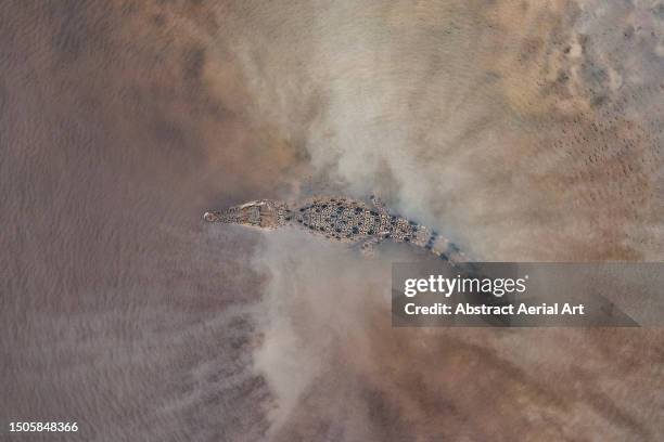 saltwater crocodile resting in the mary river photographed from an overhead perspective, mary river, northern territory, australia - northern territory stock-fotos und bilder