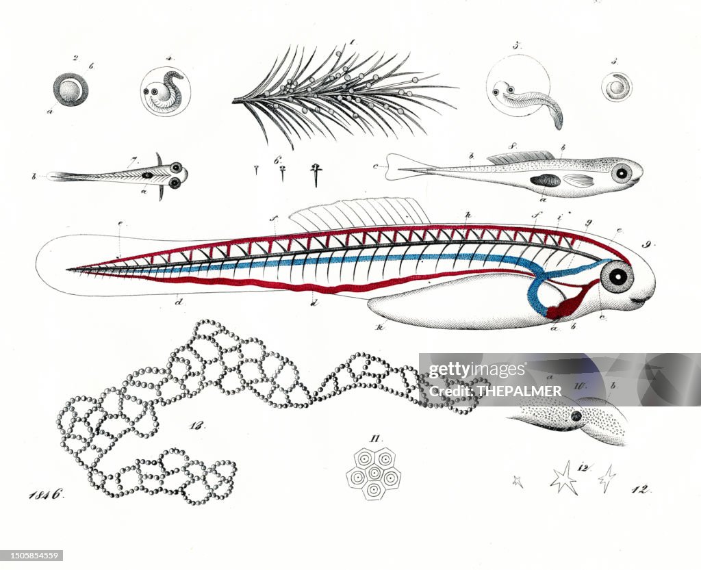 Fish Eye Development Development Of Fish Very Rare Plate From Book Of The World 1846 High ...